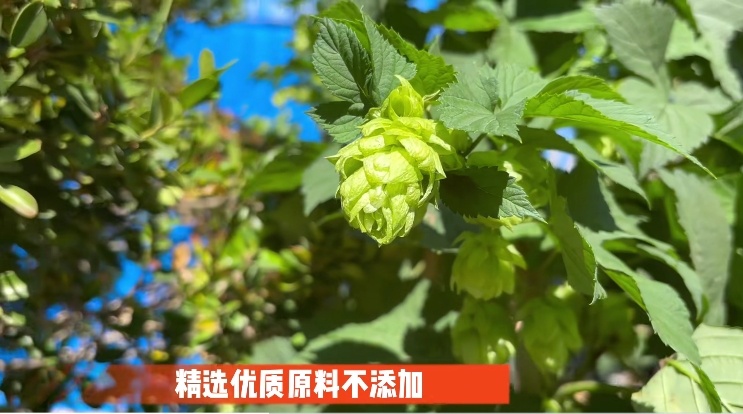 啤酒花.jpg